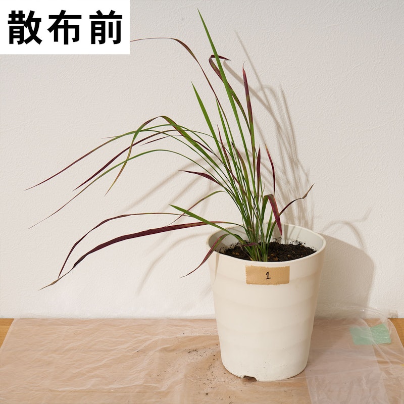 速効除草剤 12