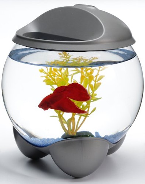 21年 金魚鉢のおすすめ人気ランキング10選 Mybest 21年 金魚鉢のおすすめ人気ランキング10選 Mybest