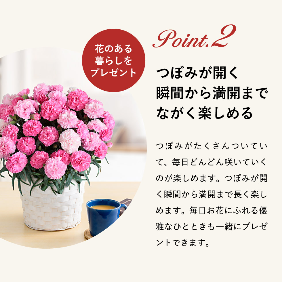カーネーション  3