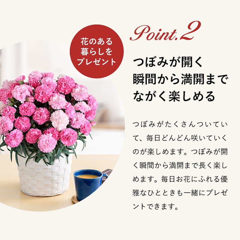 カーネーション 3
