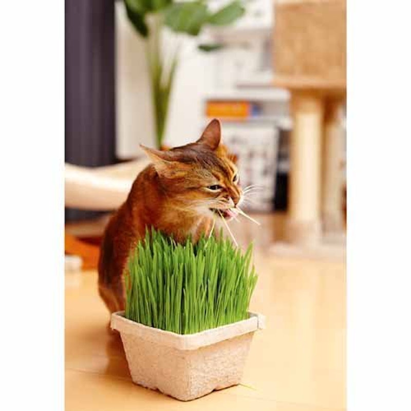 グリーンラボ 犬と猫が好きな草の栽培セット 3