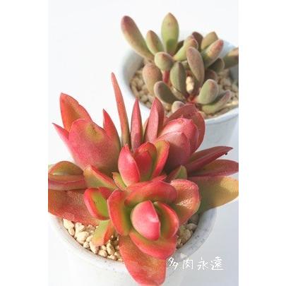 火祭り 1