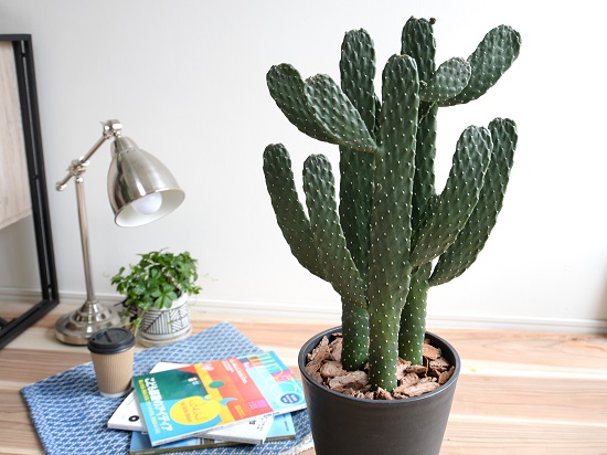 21年 サボテンのおすすめ人気ランキング11選 Mybest