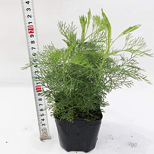 21年 虫除け用ハーブの鉢のおすすめ人気ランキング10選 Mybest