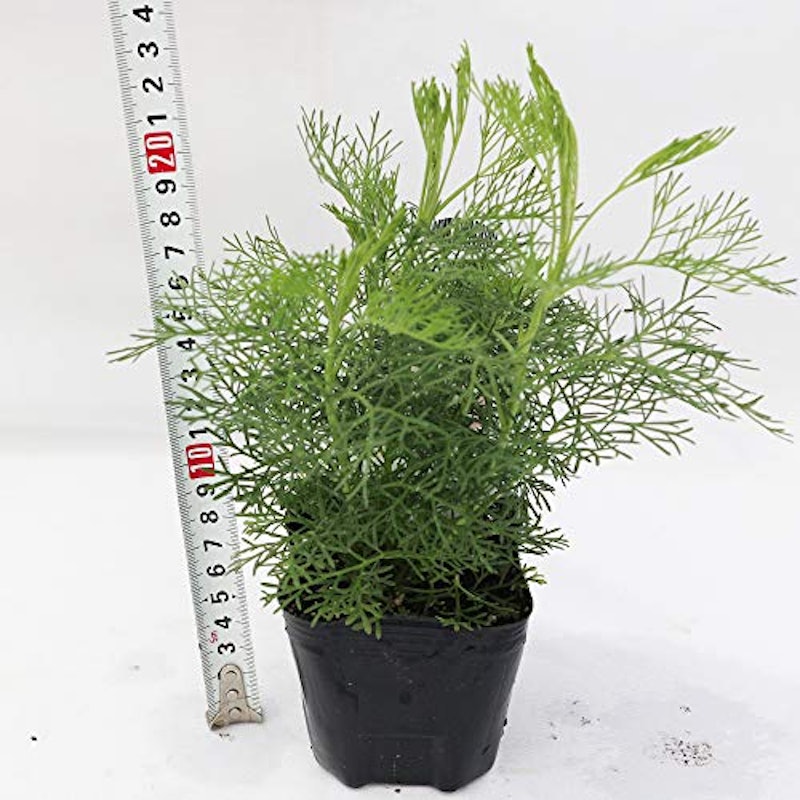 21年 虫除け用ハーブの鉢のおすすめ人気ランキング10選 Mybest 21年 虫除け用ハーブの鉢のおすすめ人気ランキング10選 Mybest