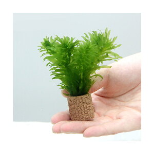 22年 メダカ用水草のおすすめ人気ランキング22選 Mybest