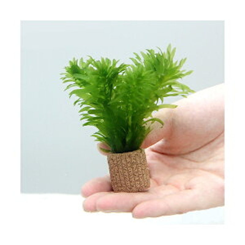 22年 メダカ用水草のおすすめ人気ランキング22選 Mybest 22年 メダカ用水草のおすすめ人気ランキング22選 Mybest