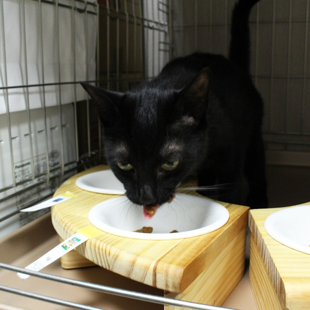 コンボ キャットフードを全30商品と比較 口コミや評判を実際に使ってレビューしました Mybest