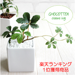 21年 光触媒で加工された観葉植物のおすすめ人気ランキング10選 Mybest