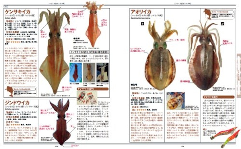 海の魚 大図鑑 6