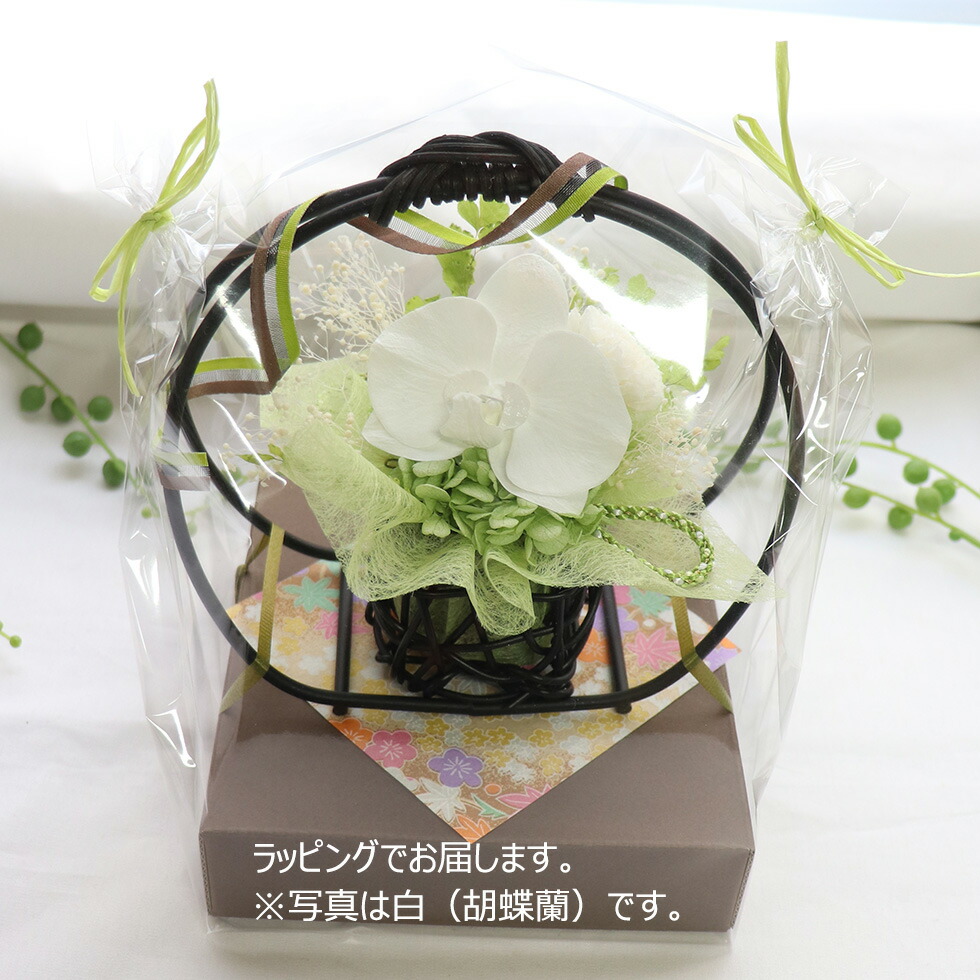 彩華 デンファレ 4