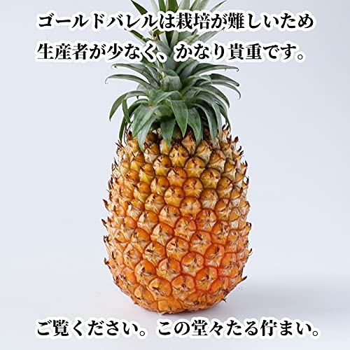 沖縄県産ゴールドバレル 4