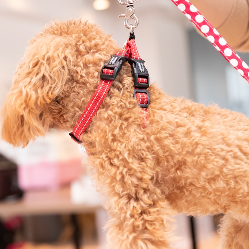 徹底比較 犬用ハーネスのおすすめ人気ランキング18選 Mybest 徹底比較 犬用ハーネスのおすすめ人気ランキング18選 Mybest