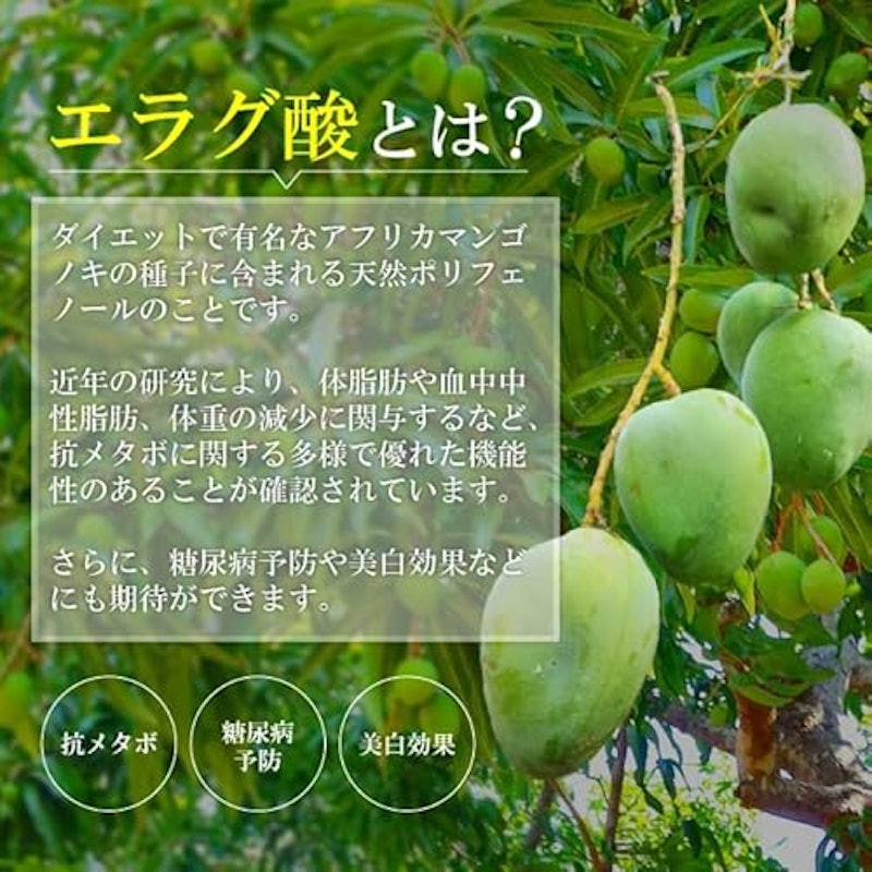 シボットル 4