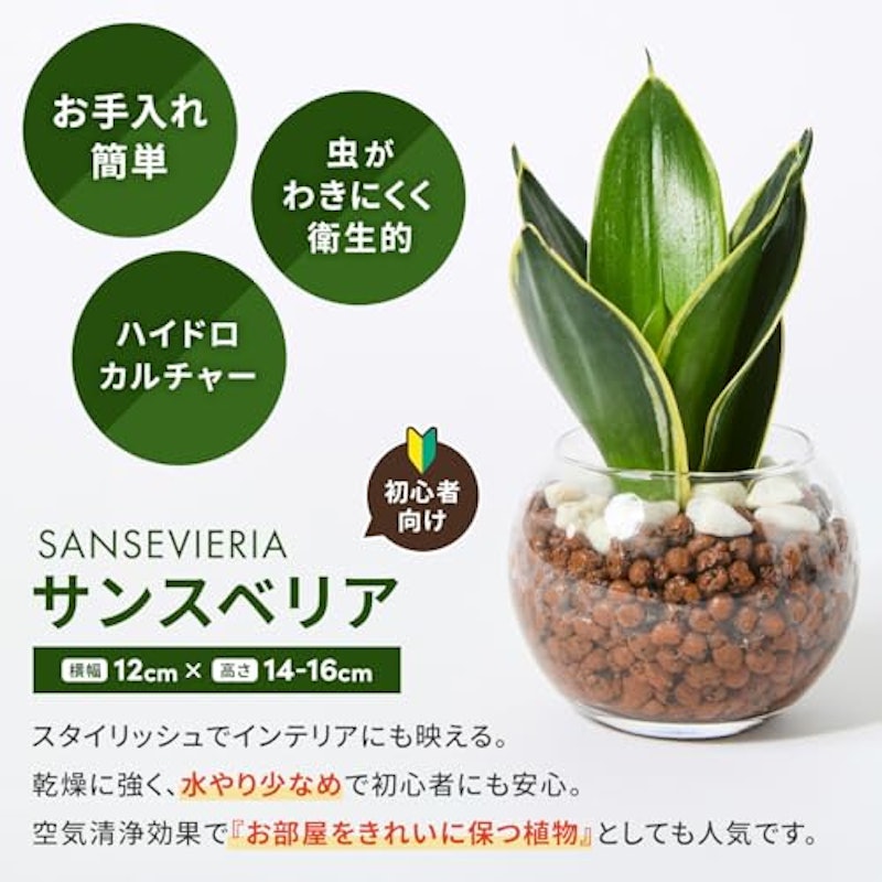 サンスベリア 3
