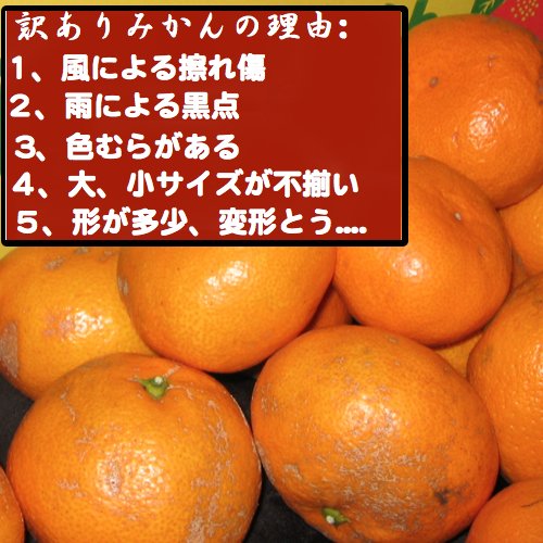 訳あり 和歌山みかん 2