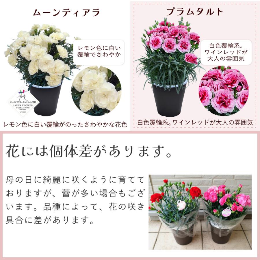 カーネーションの鉢花 8