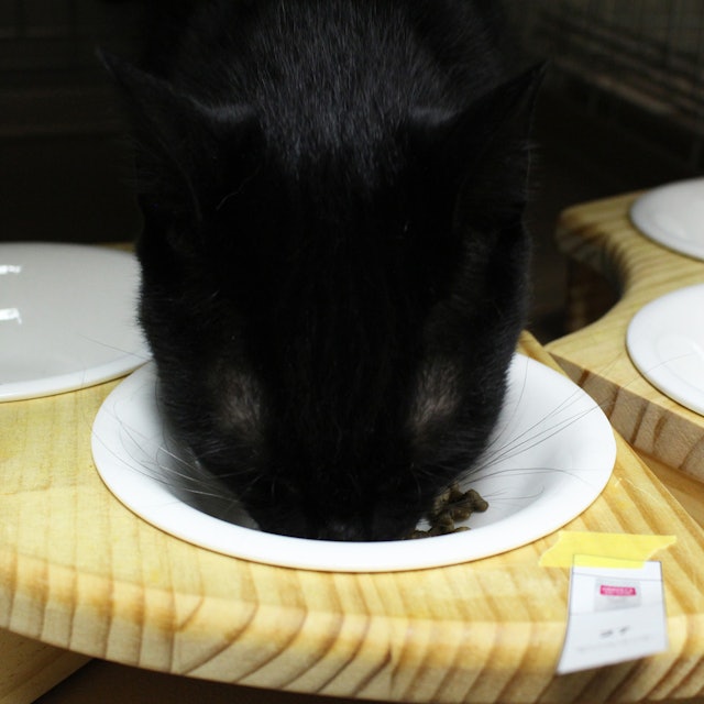 Finepet S キャットフードを全30商品と比較 口コミや評判を実際に使ってレビューしました Mybest