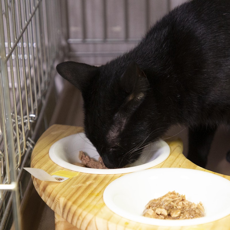 徹底比較 猫用ウェットフードのおすすめ人気ランキング35選 安全 無添加 Mybest