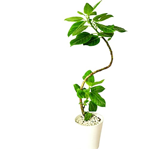 観葉植物「永遠の幸せ」  1
