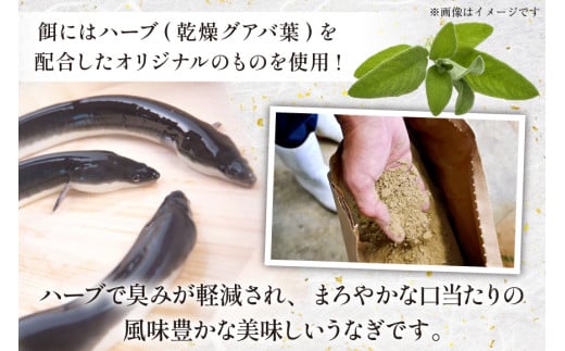 宮崎県産 ハーブうなぎ蒲焼 4