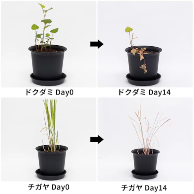 チガヤは2週間で褐色に。ドクダミは緑の葉が生き残った