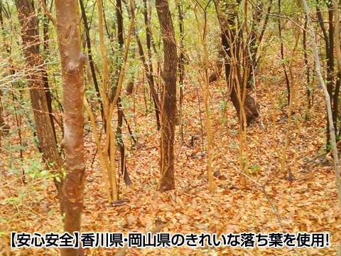 金の腐葉土 2