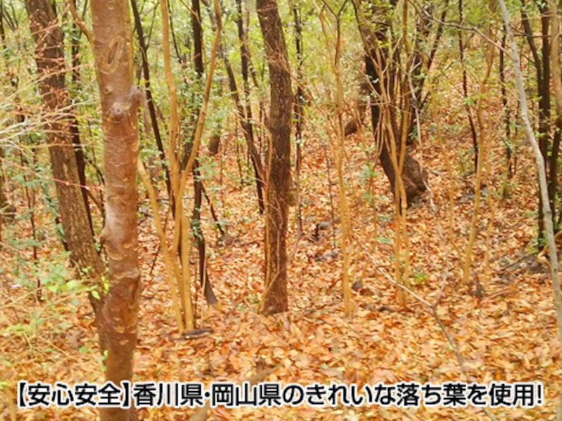 金の腐葉土 2