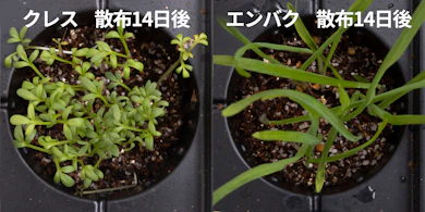 発芽しにくさの検証では、どちらもしっかり発芽した
