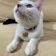 IVROGNE 猫ちゃん用迷子札 1