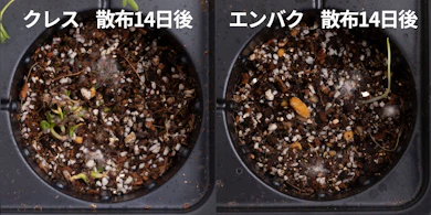 発芽しにくさの検証では、クレスもエンバクも発芽・成長が少なかった