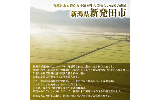 コシヒカリ 2