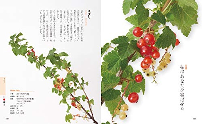 ちいさな花言葉・花図鑑 4