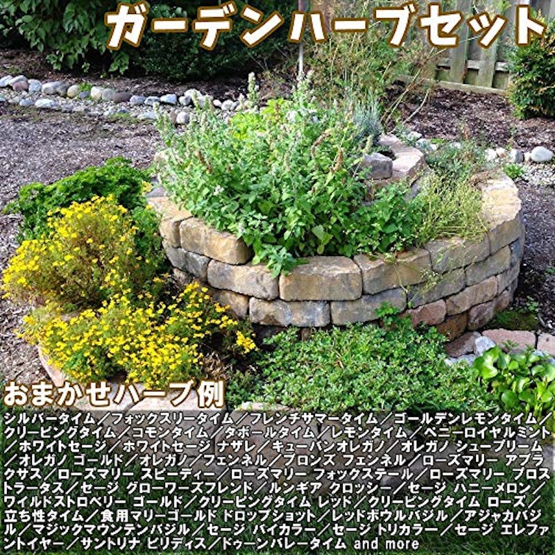 おまかせハーブセット 6