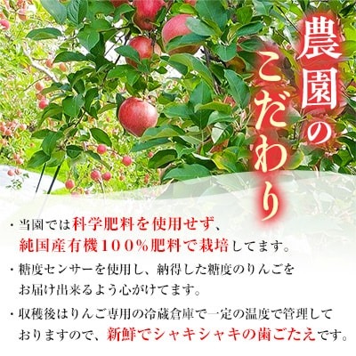 サンふじ 特選贈答用りんご 4