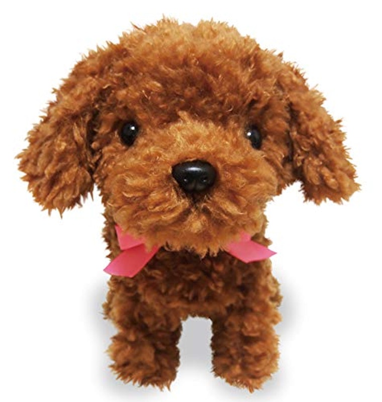 元気な仔犬 トイプードルのショコラちゃん 2