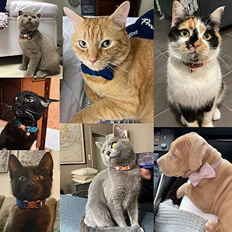 猫用首輪 4