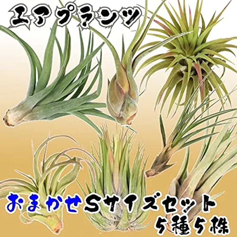 22年 エアプランツのおすすめ人気ランキング15選 Mybest 22年 エアプランツのおすすめ人気ランキング15選 Mybest