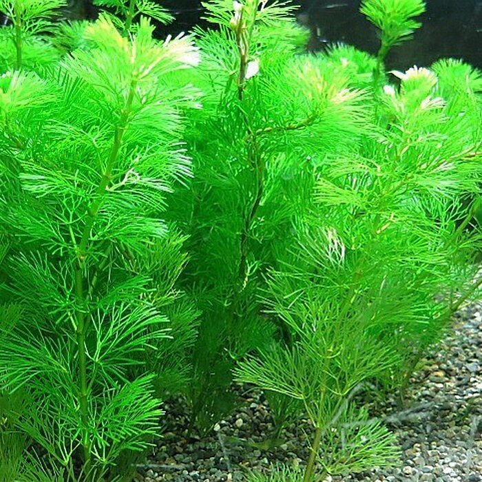 22年 メダカ用水草のおすすめ人気ランキング22選 Mybest