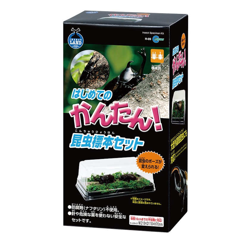 はじめてのかんたん昆虫標本セット 1