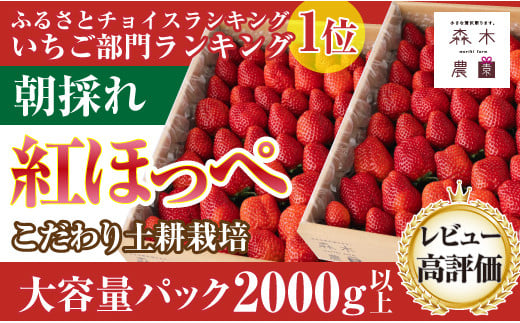 いちご さぬきひめ おてごろパック 約1.2kg 8パック（約150g/1