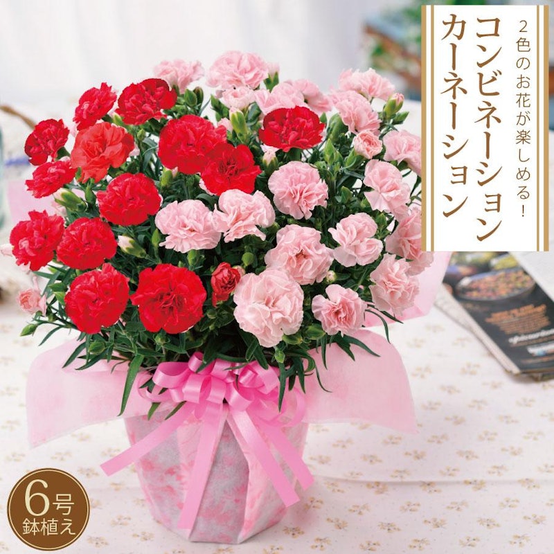 大きなカーネーション 鉢植え 2