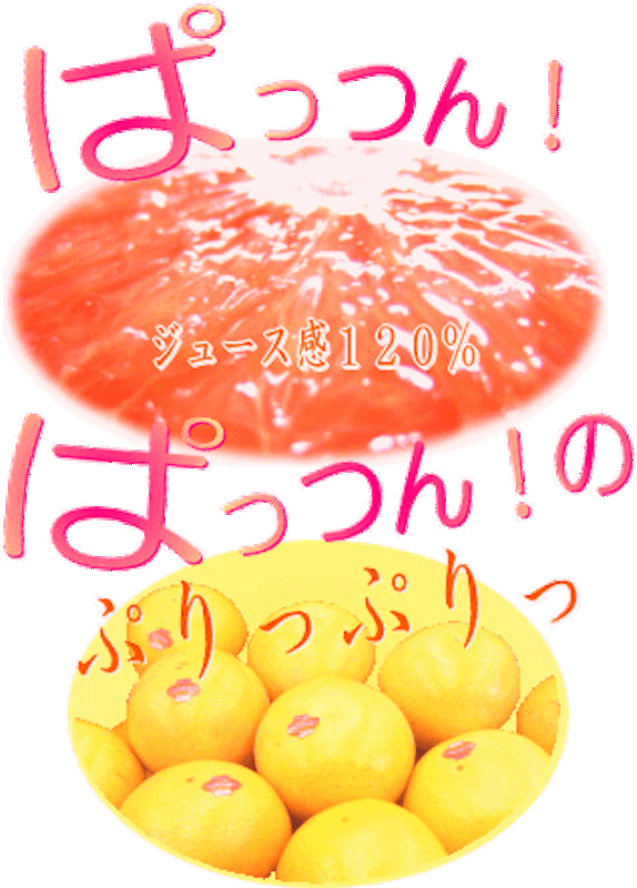 特選グレープフルーツ 2