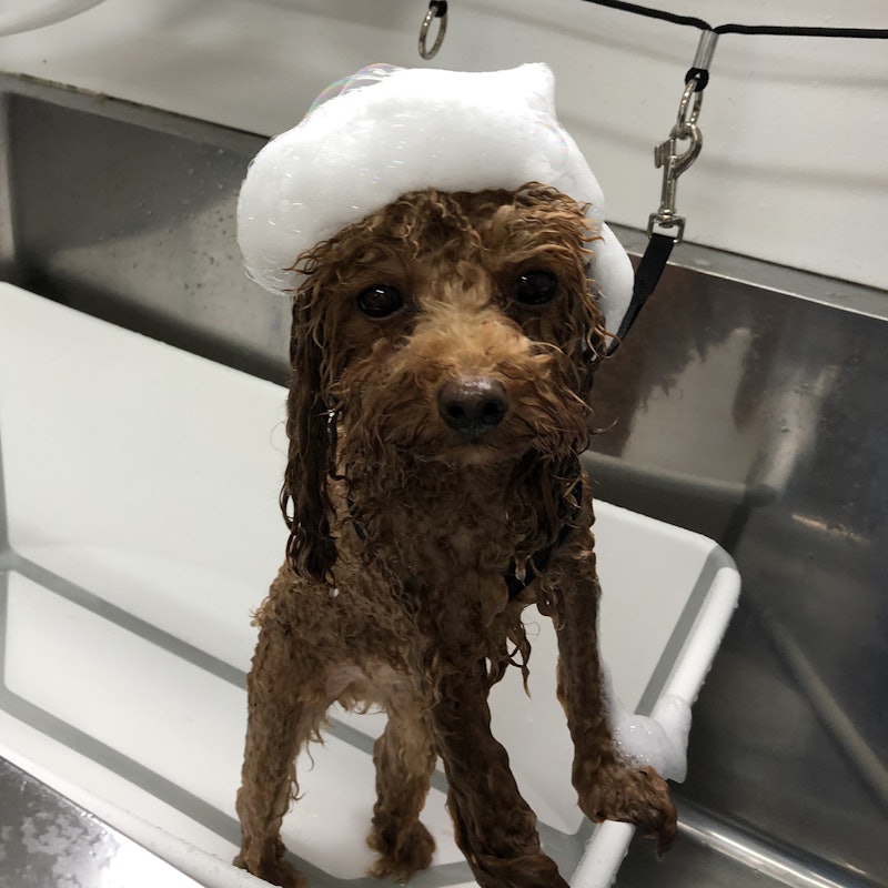 アイリスオーヤマ 無添加リンスインシャンプー 犬猫用を他商品と比較 口コミや評判を実際に使ってレビューしました Mybest アイリスオーヤマ 無添加リンスインシャンプー 犬猫用を他商品と比較 口コミや評判を実際に使ってレビューしました Mybest