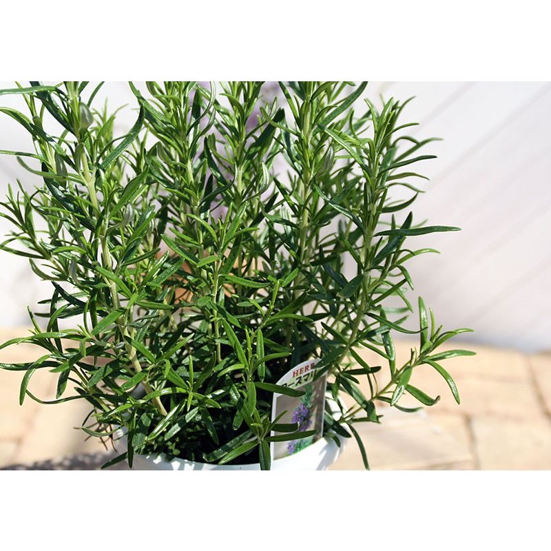 22年 虫除け用ハーブの鉢のおすすめ人気ランキング9選 Mybest