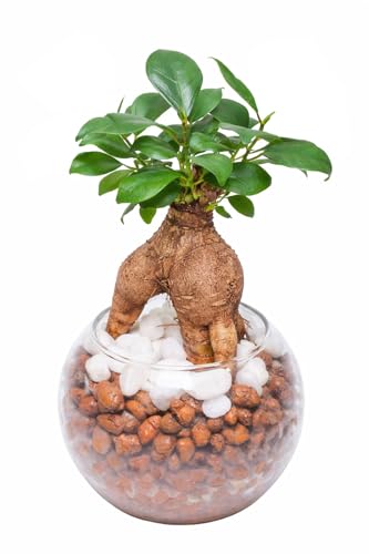小さい観葉植物のおすすめ人気ランキング【2026年8月】 2