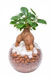 小さい観葉植物のおすすめ人気ランキング【2026年8月】 2