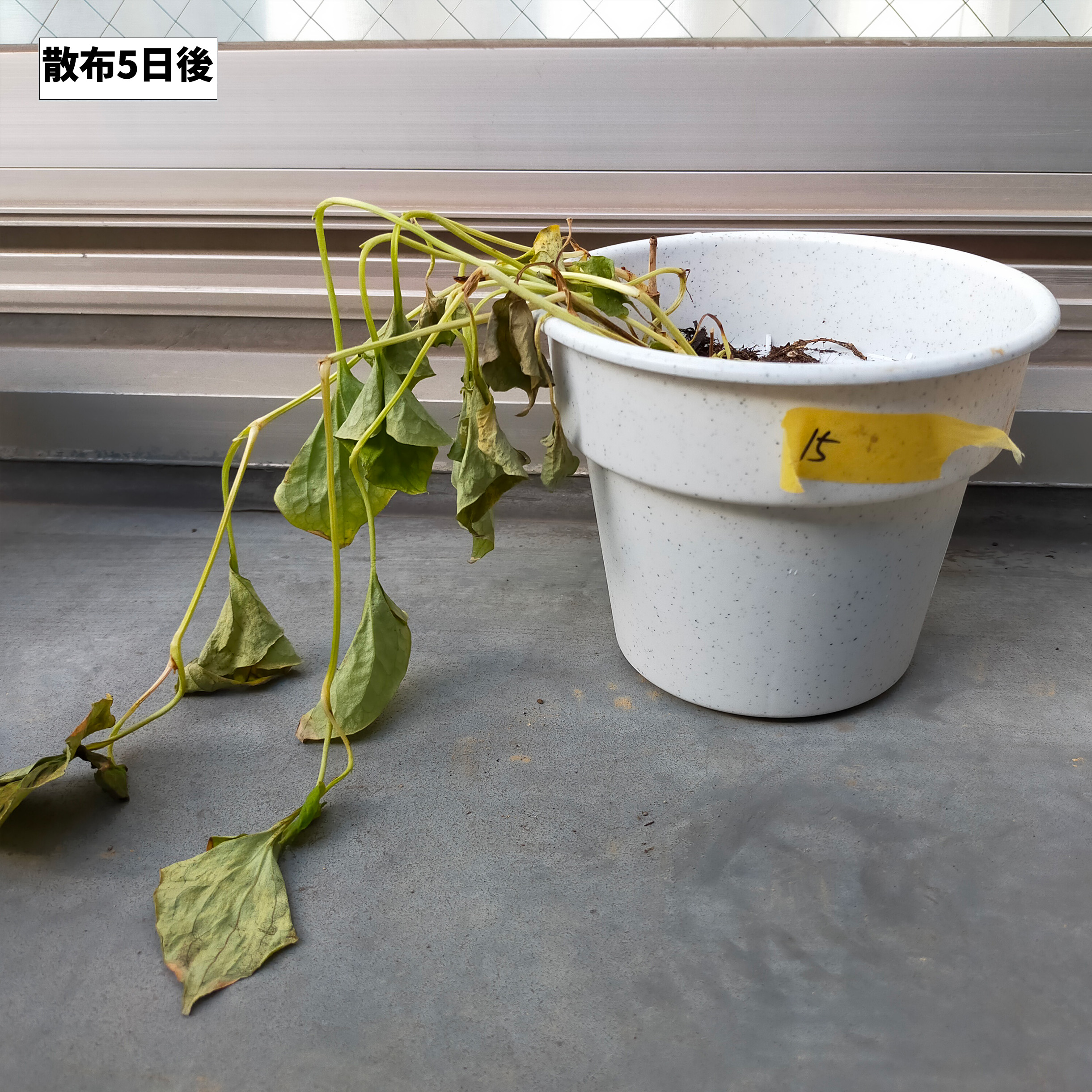 コメリ 除草ダブルパワーJをレビュー！クチコミ・評判をもとに徹底検証 5