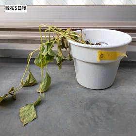 コメリ 除草ダブルパワーJをレビュー!クチコミ・評判をもとに徹底検証 5