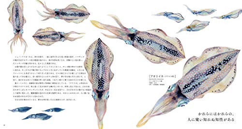 THE FISH 魚と出会う図鑑 3